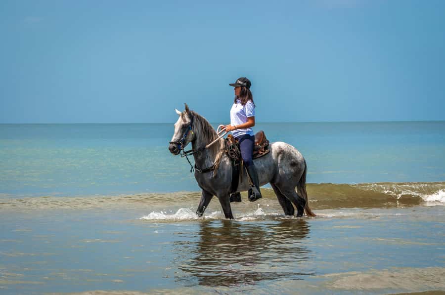 Cartagena: Beach Horse Ride and Colombian Equestrian Culture - Who This Cartagena Horse Ride Suits Best