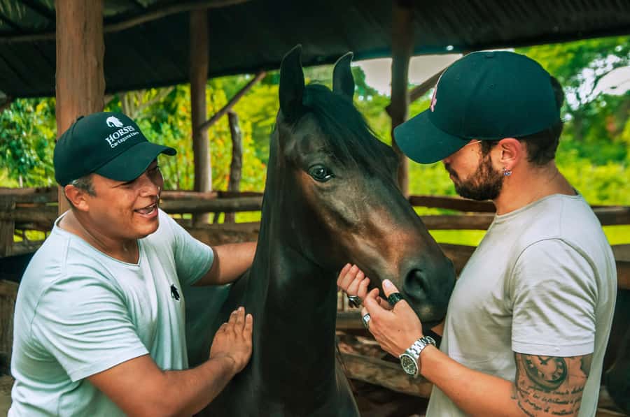 Cartagena: Beach Horse Ride and Colombian Equestrian Culture - Paso Fino 101 With a Bilingual Guide