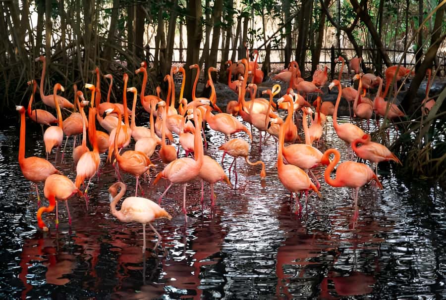 Cartagena: Daytour Aviary and Playa blanca, Barú by bus! - Aviario Nacional de Colombia: Plan Your Cash for the Ticket