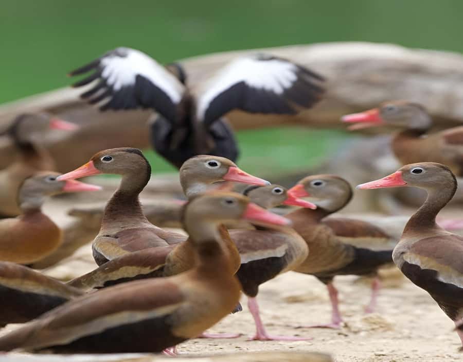 Cartagena: Daytour Aviary and Playa blanca, Barú by bus! - Who This Tour Fits Best (and Who Should Skip It)