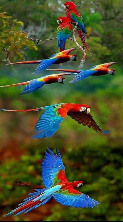 Cartagena: Entrance to the AVIARY with TRANSFER INCLUDED - National Aviary of Colombia: what makes the bird experience special