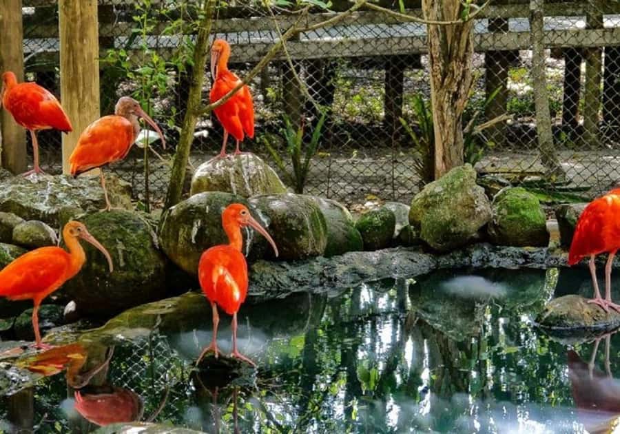 Cartagena: Entrance to the AVIARY with TRANSFER INCLUDED - Getting from Cartagena without stress: pickup timing and meeting points
