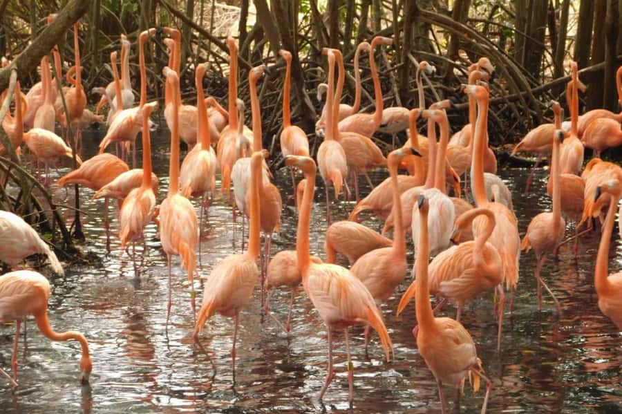 Cartagena: Entrance to the AVIARY with TRANSFER INCLUDED - Transport and comfort: what the day feels like in motion