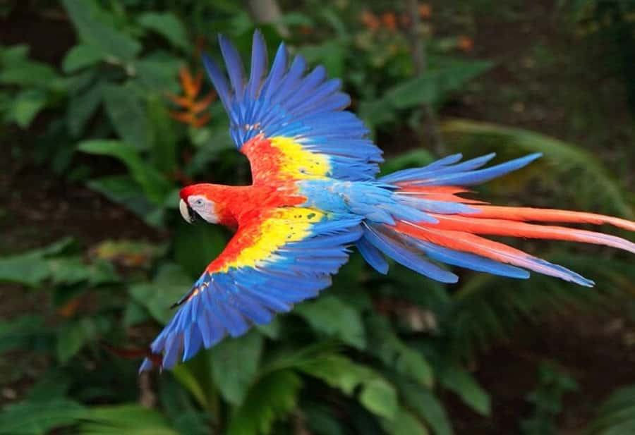Cartagena: Entrance to the AVIARY with TRANSFER INCLUDED - Support in English: the WhatsApp and phone help that actually helps