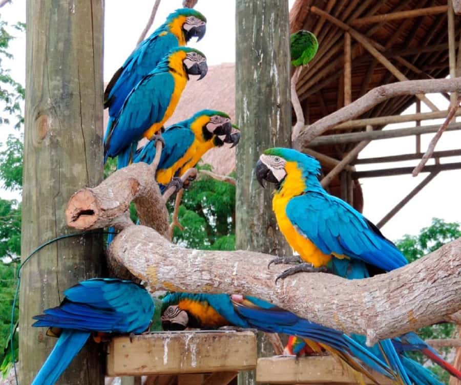 Cartagena: Entrance to the AVIARY with TRANSFER INCLUDED - Price and value: why $41 can make sense for this combo day
