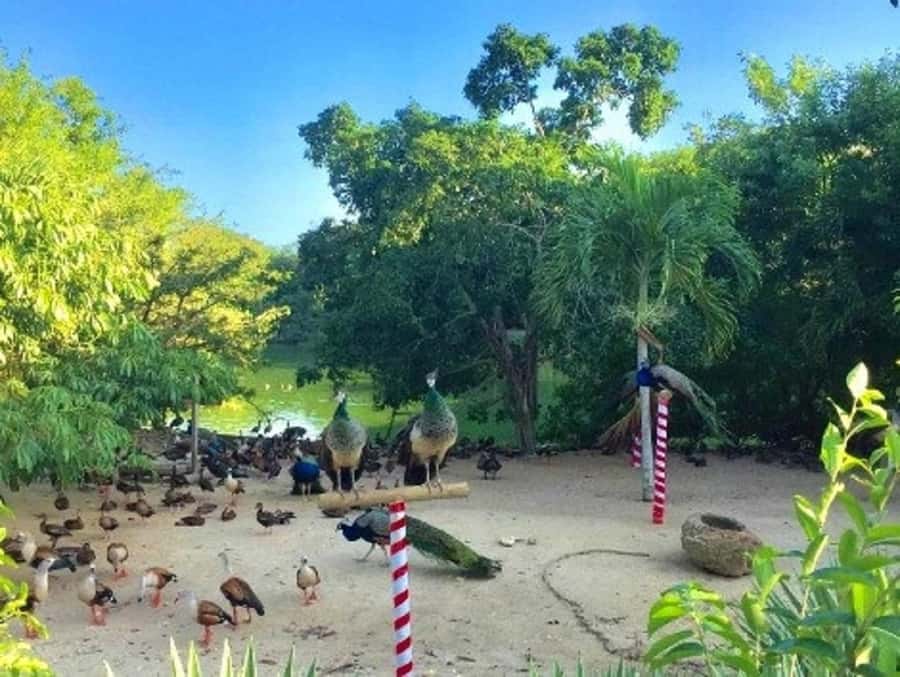 Cartagena: Entrance to the AVIARY with TRANSFER INCLUDED - Should you book the Cartagena Aviary and Barú combo?