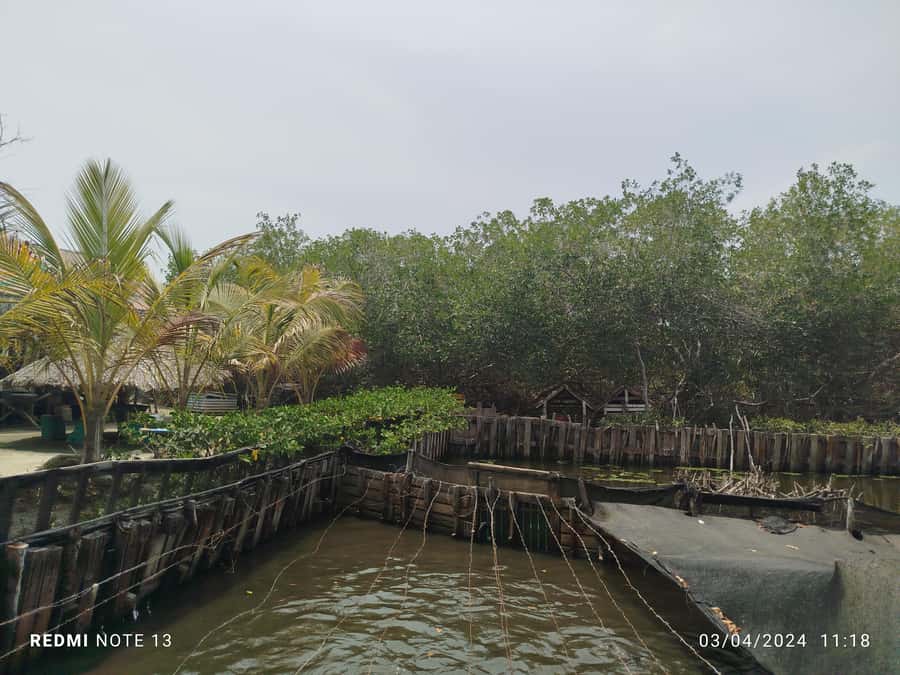 Cartagena: FISHERMEN'S ISLAND IN THE MANGROVES by canoe - Why a native bilingual guide changes everything