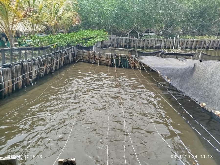 Cartagena: FISHERMEN'S ISLAND IN THE MANGROVES by canoe - Wildlife spotting: flamingos, pelicans, birds, and the best way to look