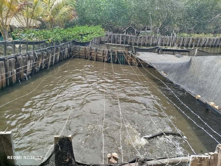 Cartagena: FISHERMEN'S ISLAND IN THE MANGROVES by canoe - Isla de los Pescadores: coco frio, music groups, dance, and local history