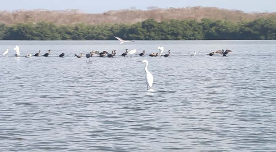 Cartagena Fishing, Crabbing, Birdwatching Experience + Lunch - Key moments that make this tour worth it