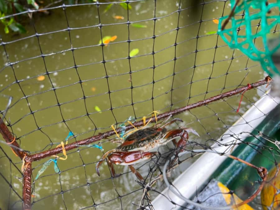 Cartagena Fishing, Crabbing, Birdwatching Experience + Lunch - Where you start: Restaurante El Ñato in La Boquilla
