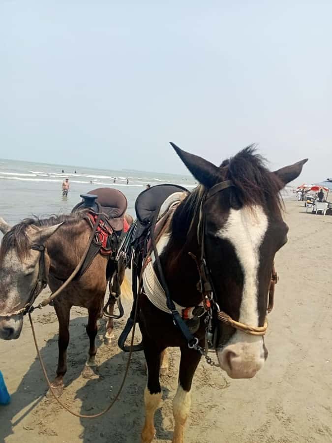 Cartagena: Horse Riding on the Beach with Photos and Lunch - Horse Riding on Cartagena’s Beach, the La Boquilla Way