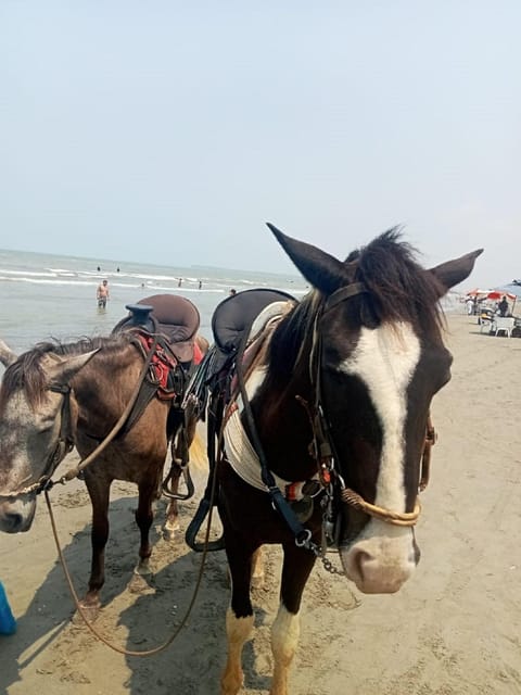 Cartagena: Horse riding on the beaches of Cartagena & PHOTOS - Who This Ride Suits, and Who Should Skip It