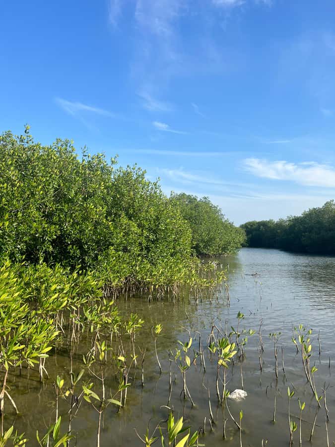 Cartagena: Mangrove Eco Tour & Fishing with Transportation - Who should book this mangrove eco tour, and who might skip it