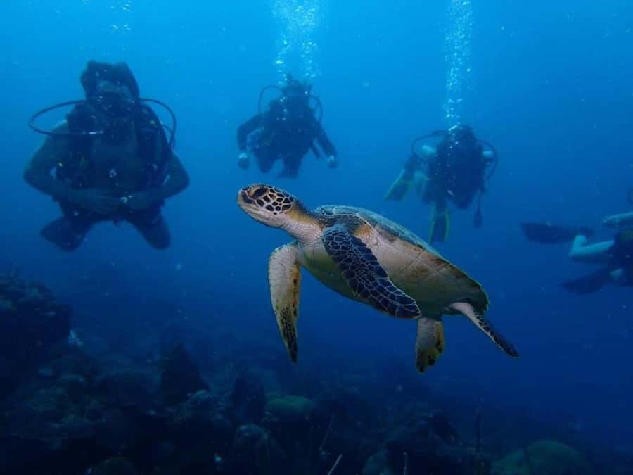 Cartagena: PADI DISCOVER SCUBA / MINICURSO DE BUCEO - 7:00 a.m. at Club Náutico de Cartagena, then out to Barú