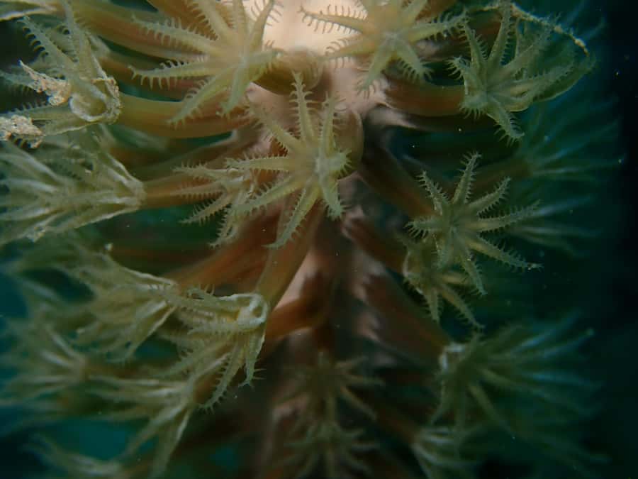 Cartagena: PADI DISCOVER SCUBA / MINICURSO DE BUCEO - Second underwater session: same plan, better confidence