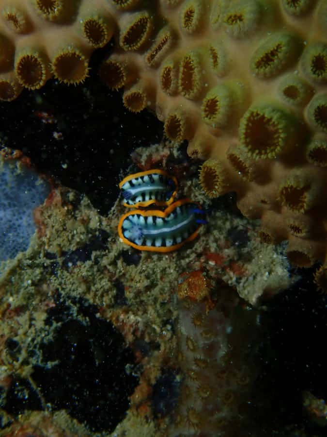 Cartagena: PADI DISCOVER SCUBA / MINICURSO DE BUCEO - Who should book this PADI Discover Scuba in Cartagena
