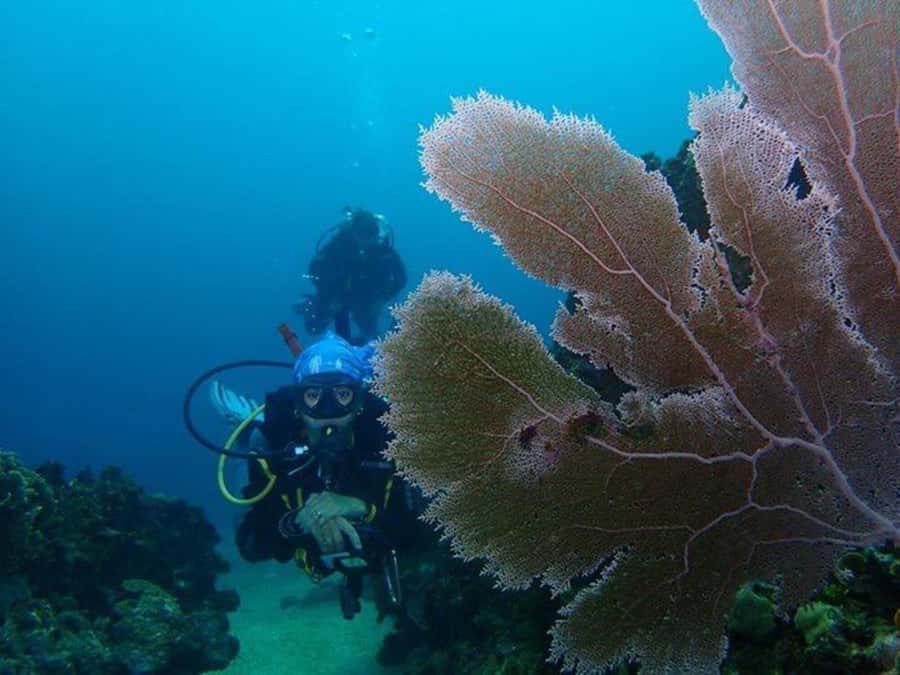 Cartagena: PADI DISCOVER SCUBA / MINICURSO DE BUCEO - Getting ready: online theory, optional pool work, and shallow-water basics
