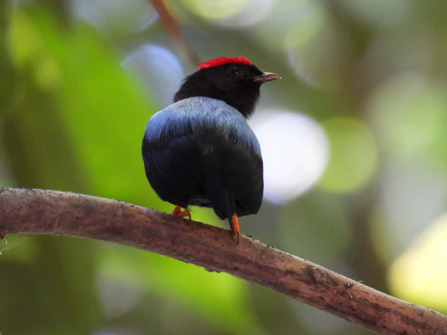 Cartagena: Private Bird-Watching Tour with Breakfast - Key Things I’d Focus On Before Booking