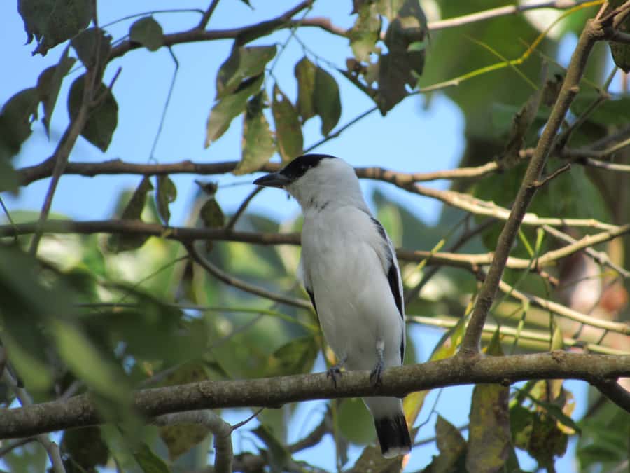 Cartagena: Private Bird-Watching Tour with Breakfast - Who This Tour Fits Best in Cartagena