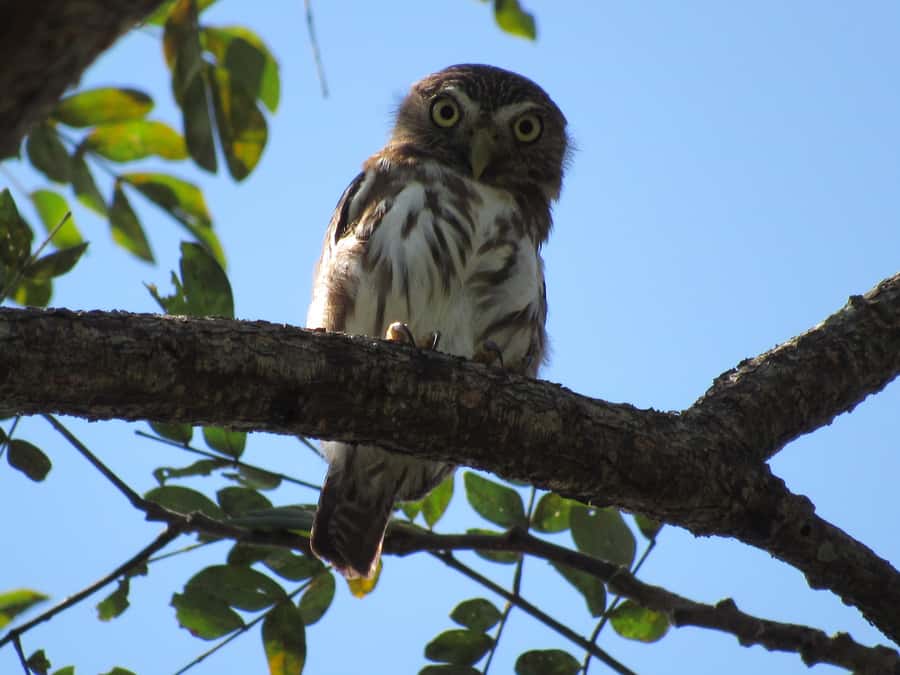 Cartagena: Private Bird-Watching Tour with Breakfast - Why a 5 AM Birding Start Works So Well Near Cartagena