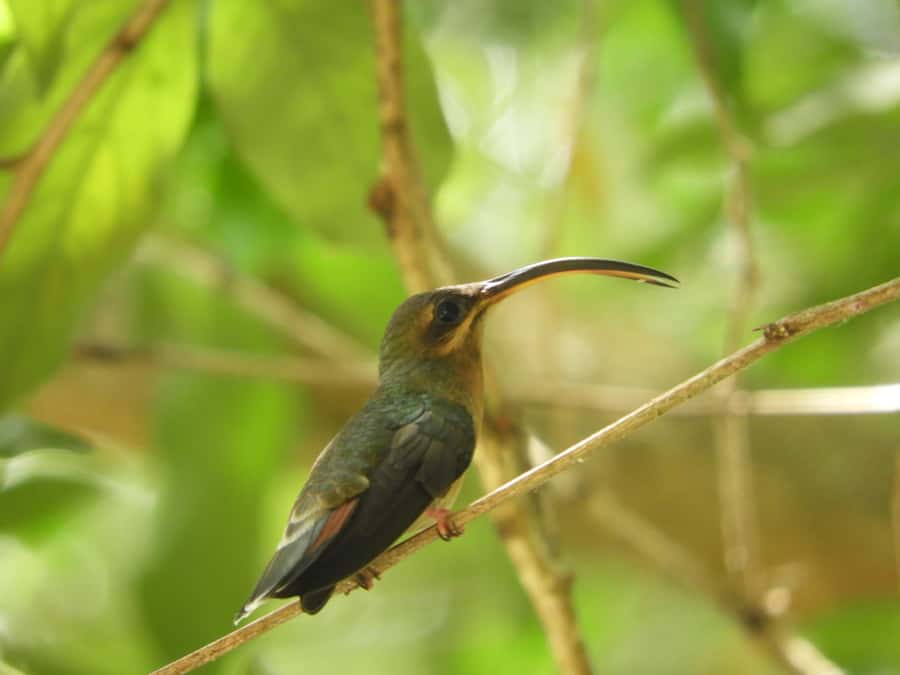 Cartagena: Private Bird-Watching Tour with Breakfast - Tropical Forest and Gallery Forest: Where the Birds Are Set Up