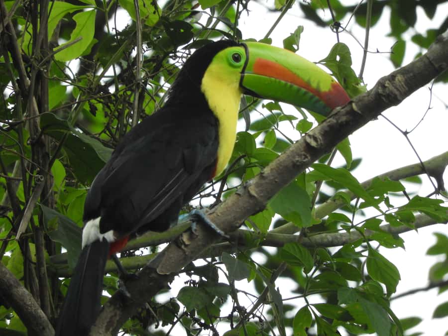 Cartagena: Private Bird-Watching Tour with Breakfast - The Species List: Pygmy Owls, Cuckoos, Jacamars, and More