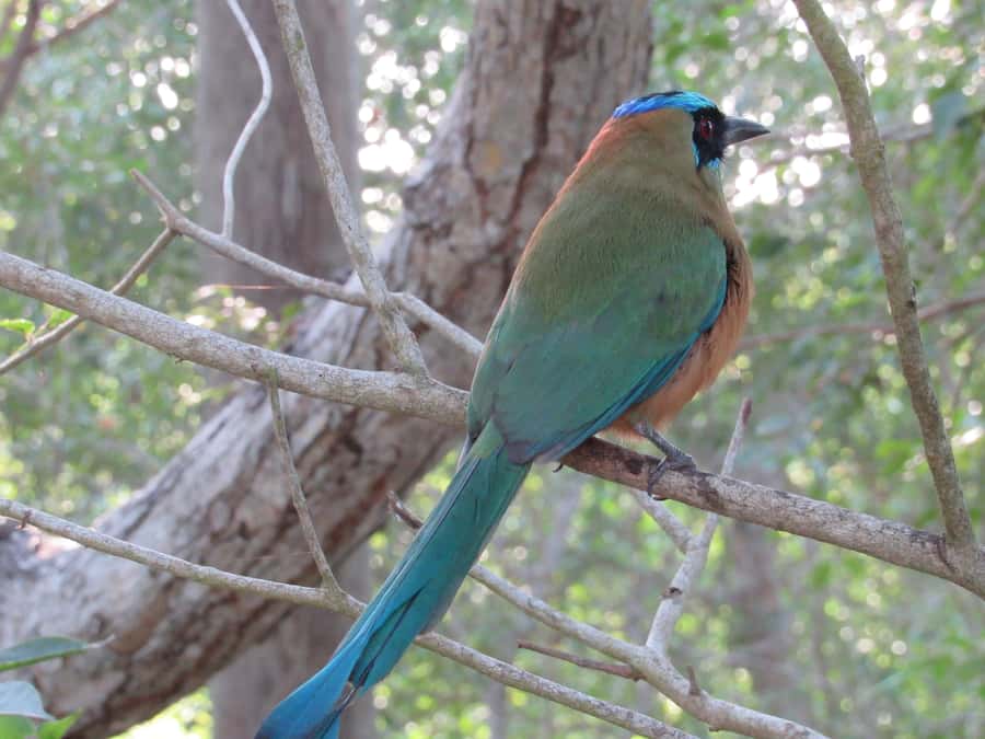 Cartagena: Private Bird-Watching Tour with Breakfast - Breakfast at 8:00 or 9:00: Real Colombian Food, Not a Placeholder