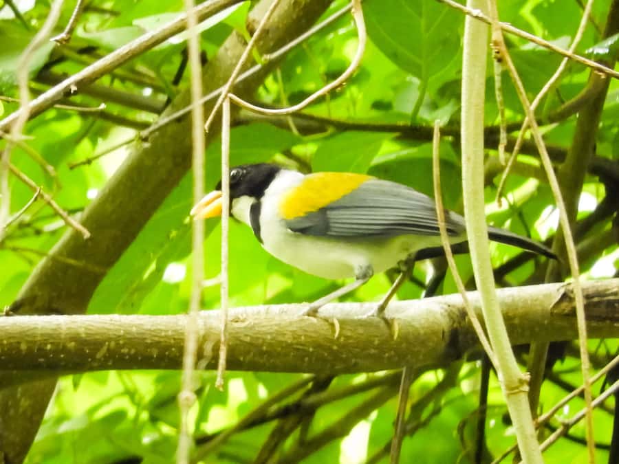 Cartagena: Private Bird-Watching Tour with Breakfast - Price and Value: $338 for Up to 2 People Is Not Cheap, But It Can Be Worth It