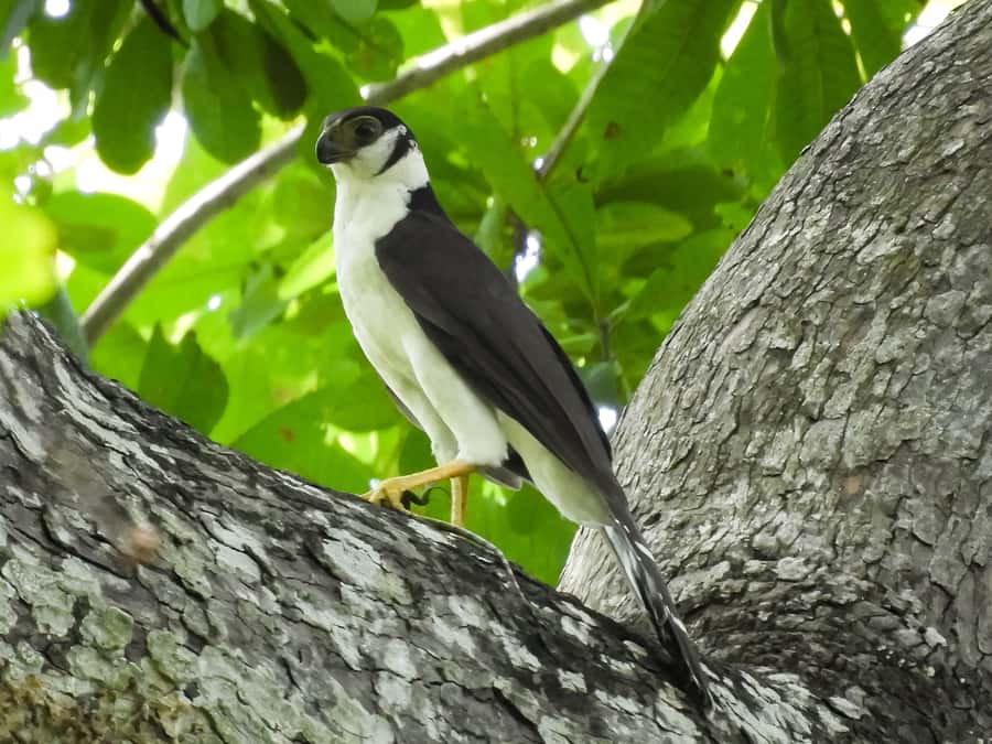 Cartagena: Private Bird-Watching Tour with Breakfast - What to Bring (and What to Skip) for a Safe, Comfortable Bird Walk