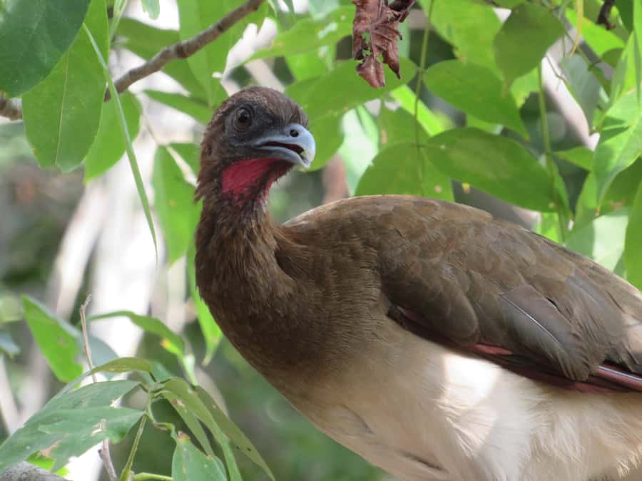 Cartagena: Private Bird-Watching Tour with Breakfast - Getting to the Reserve: A Short Ride That Changes the Mood