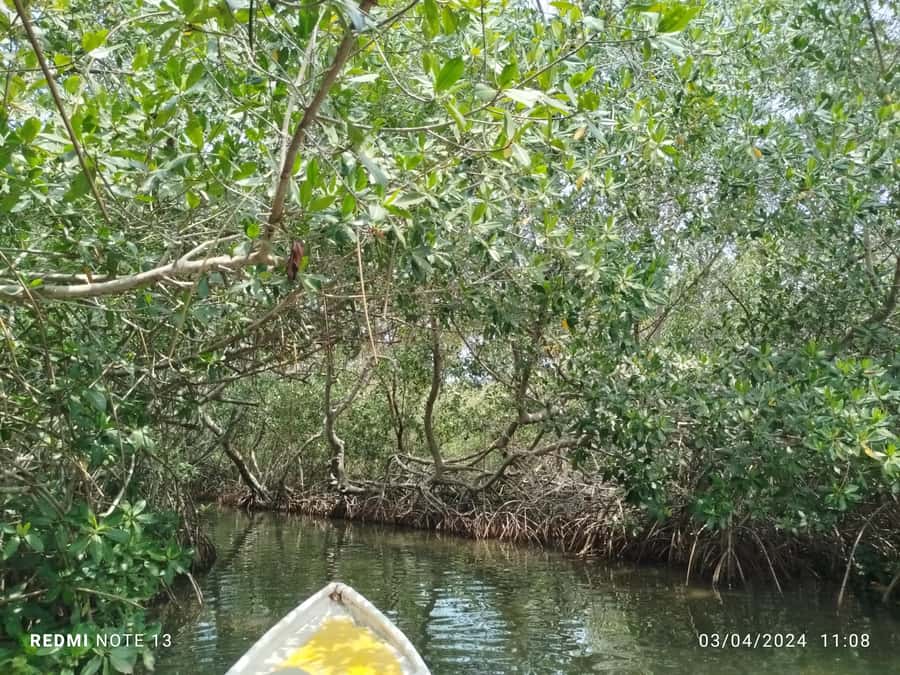 Cartagena: Private Sail in the mangrove GUIDE in ENGLISH - Entering Cartagena’s Pantano de la Virgen, from La Boquilla