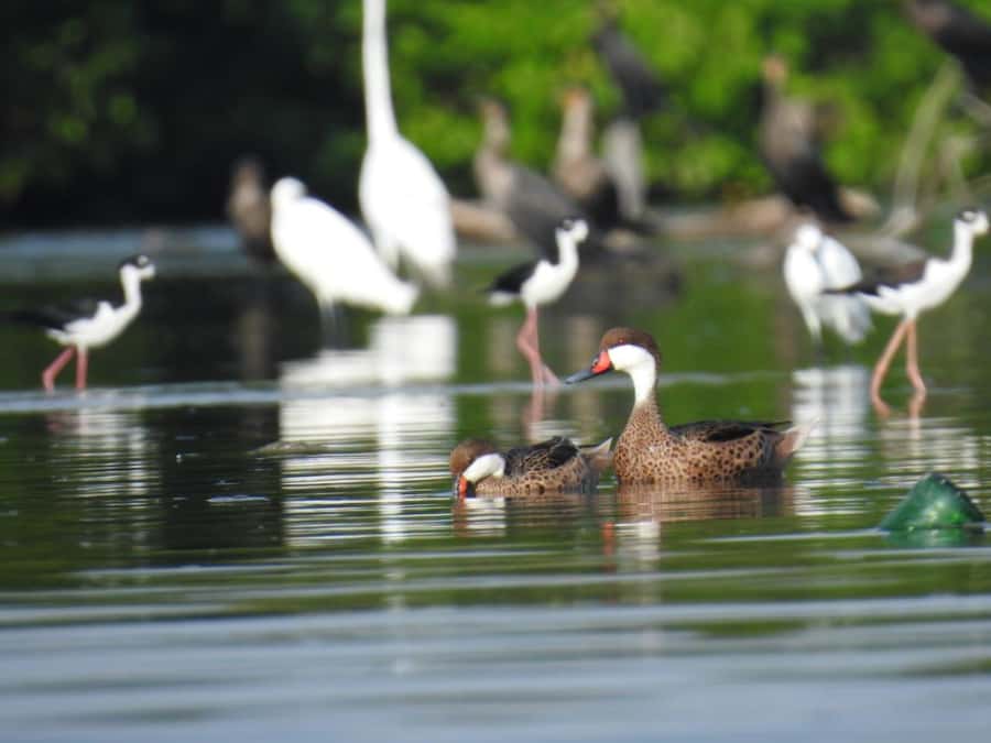 Cartagena: Private Sail in the mangrove GUIDE in ENGLISH - The timeline: what happens from start to finishing