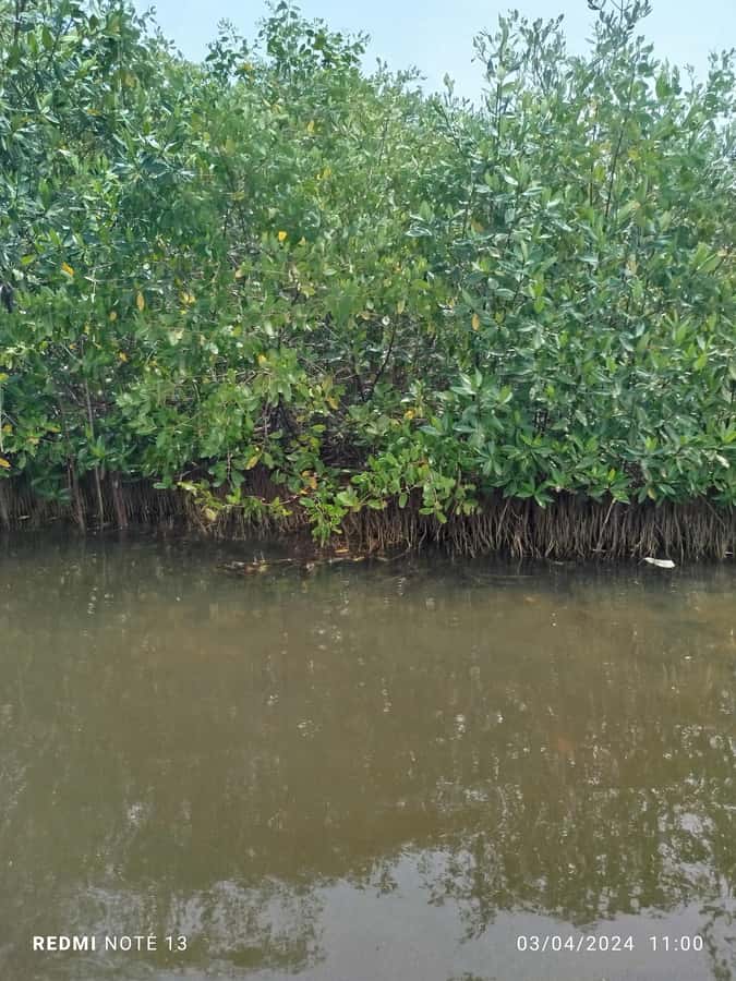 Cartagena: Private Sail in the mangrove GUIDE in ENGLISH - Wildlife spotting: flamingos, pelicans, crabs, and the rest of the cast