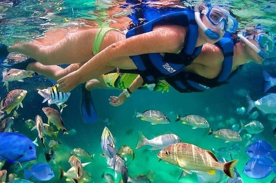 Cartagena: Raccoon Island Snorkel, Mangrove, Photos & Lunch - Why this Barú mangrove and raccoon day feels different