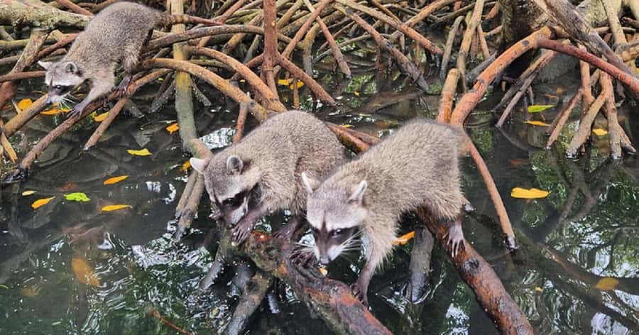 Cartagena: Raccoon Island Snorkel, Mangrove, Photos & Lunch - Mangrove tour in Barú: wildlife spotting with a real ecosystem story