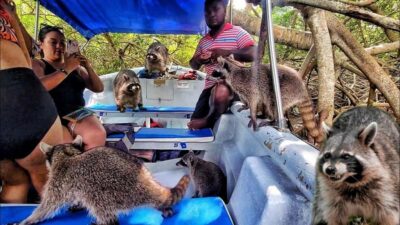 Raccoon Island Snorkel, Mangrove, Photos & Lunch