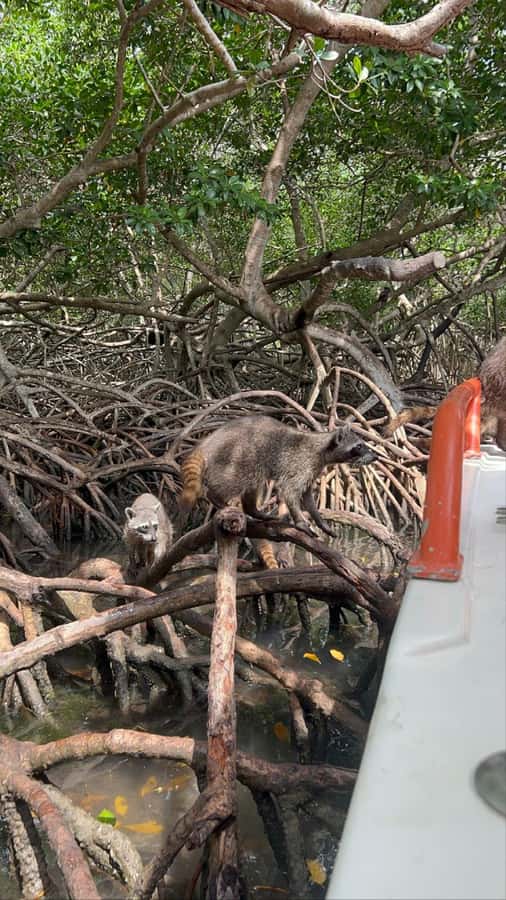 Cartagena: Raccoon Island Snorkel, Mangrove, Photos & Lunch - The secret stop and guided tour: a short add-on with photo value