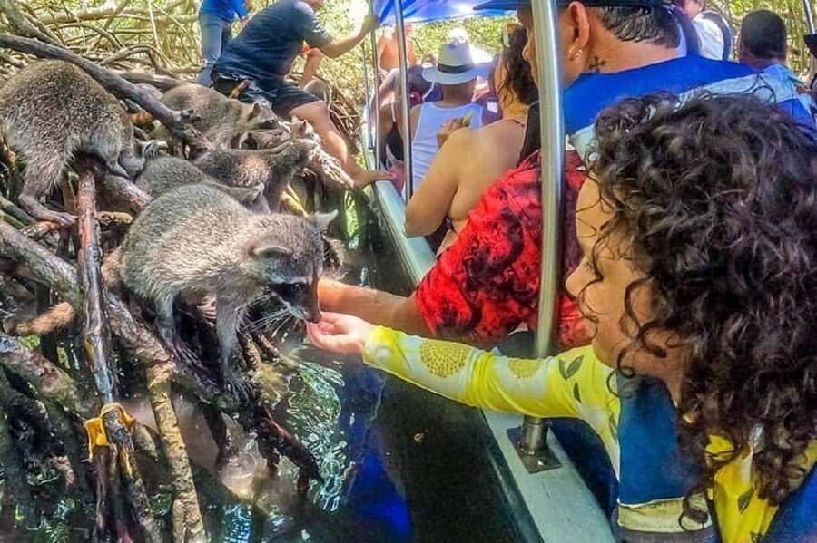 Cartagena: Raccoon Island Snorkel, Mangrove, Photos & Lunch - Playa Blanca on Barú: lunch, sand time, and how much free time you actually get