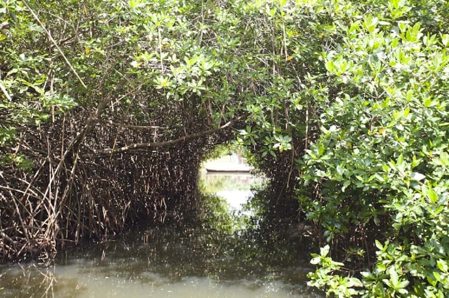 Cartagena: Raccoon Island Snorkel, Mangrove, Photos & Lunch - Price and value: what $85 buys beyond the beach postcard
