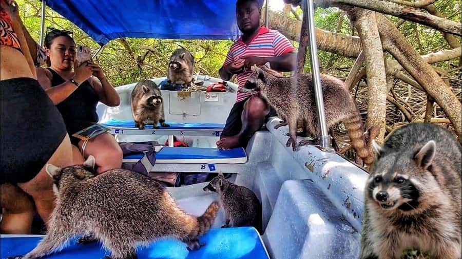 Cartagena: Raccoon Island Snorkel, Mangrove, Photos & Lunch - Getting to Barú: early pickup, coach transfer, and speedboat rhythm