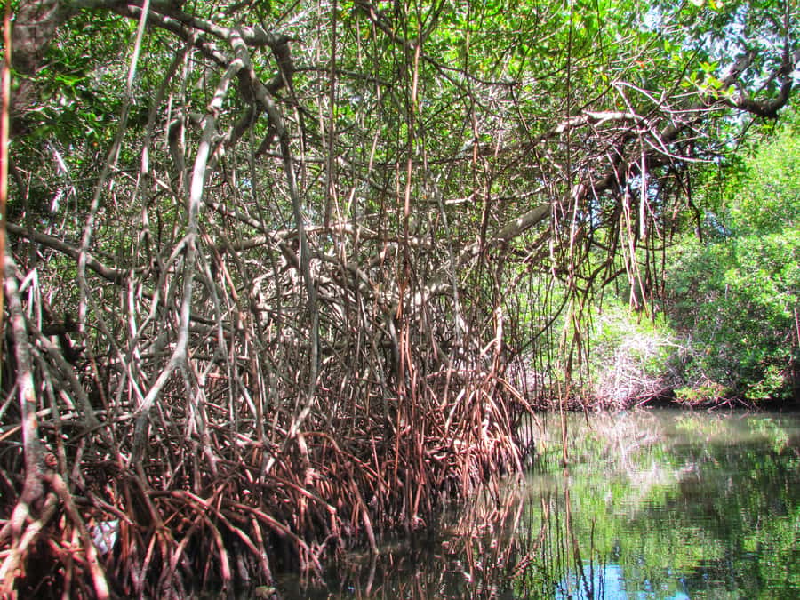 Cartagena: Rosario Island and Mangroves Private Day Trip - Lunch back in Barú: the value is in a local home, not a generic restaurant