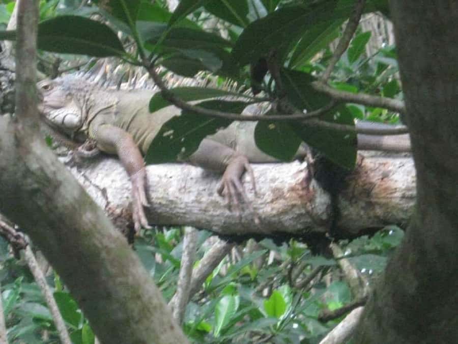 Cartagena: Sail in the mangroves of Cartagena - La Boquilla Mangroves: Getting Started Without the Headache