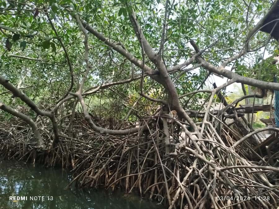 Cartagena: Sail in the mangroves of Cartagena - Wildlife Spotting: Crabs, Snails, and the Small Things That Make It Special