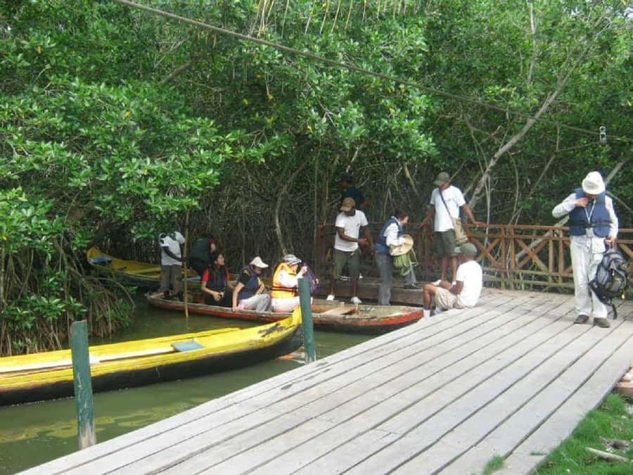 Cartagena: Sail in the mangroves of Cartagena - Should You Book This Cartagena Mangrove Canoe Sail?