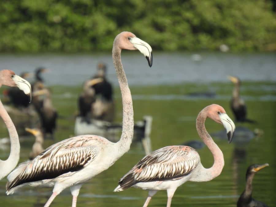 Cartagena: Sail in the mangroves of Cartagena - The Canoe Ride and the Three Tunnels That Set the Mood