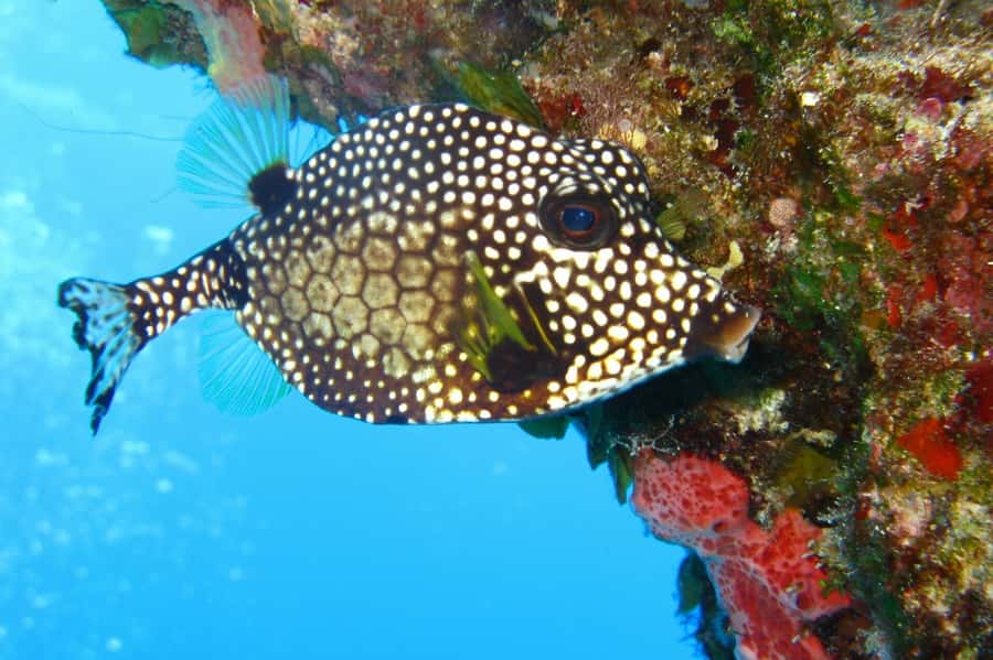 Cartagena: Scuba Diving Day Trip at Playa Blanca with Lunch - Language, timing, and the Mary-factor: how to protect your day
