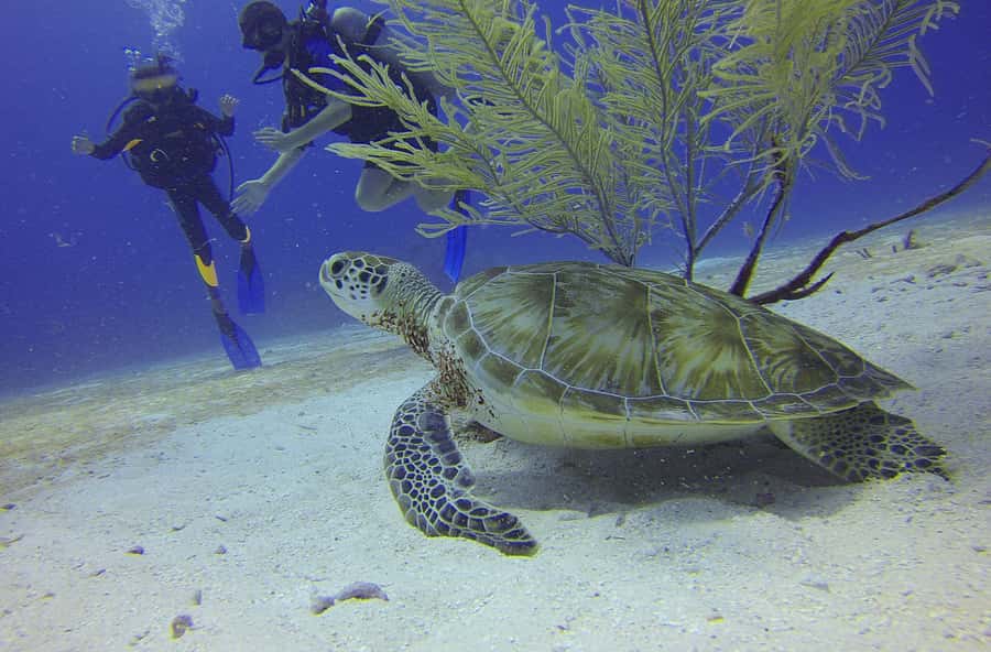 Cartagena: Scuba Diving Day Trip at Playa Blanca with Lunch - The reef session: theory, equipment, then around 1 hour in the water