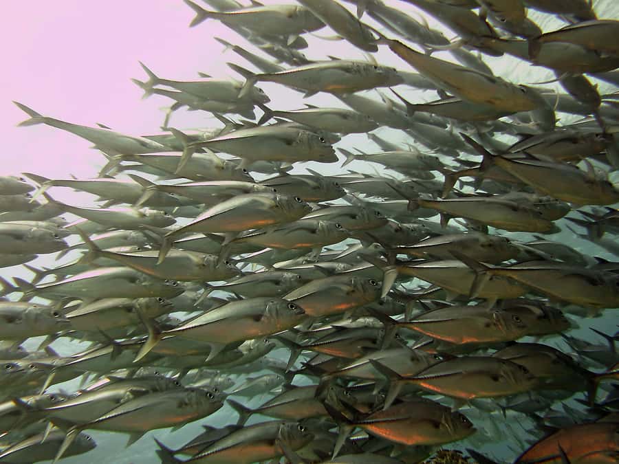 Cartagena: Scuba Diving Day Trip at Playa Blanca with Lunch - Reef-life expectations: coral, species, and a guide that can make or break it