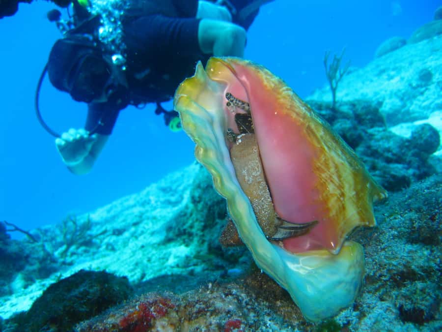 Cartagena: Scuba Diving Day Trip at Playa Blanca with Lunch - Lunch at Baru Island: fish, chicken, or vegetarian plus lemonade